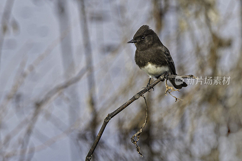 黑菲比(Sayornis nigricans)是一种雀形目鸟类，属于暴虐flycatcher家族。它在俄勒冈西南部和加利福尼亚繁殖。加州萨克拉门托-圣华金河三角洲的斯塔顿岛